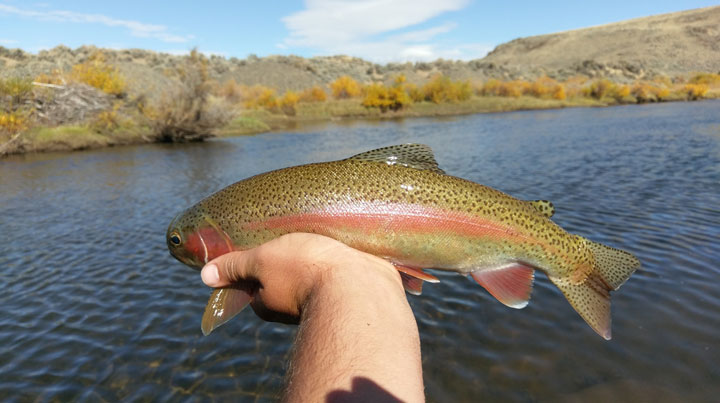 Cutthroat Chronicles: 2-Weight Shootout, Part Two - Orvis Superfine Carbon  