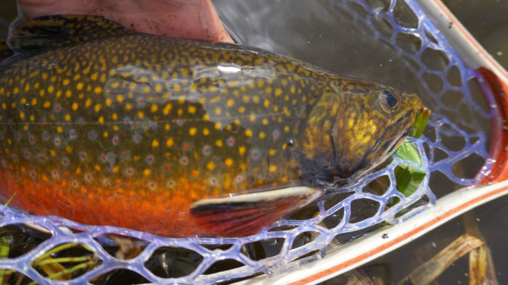 Fishing with Fabel: Winter Brookies 