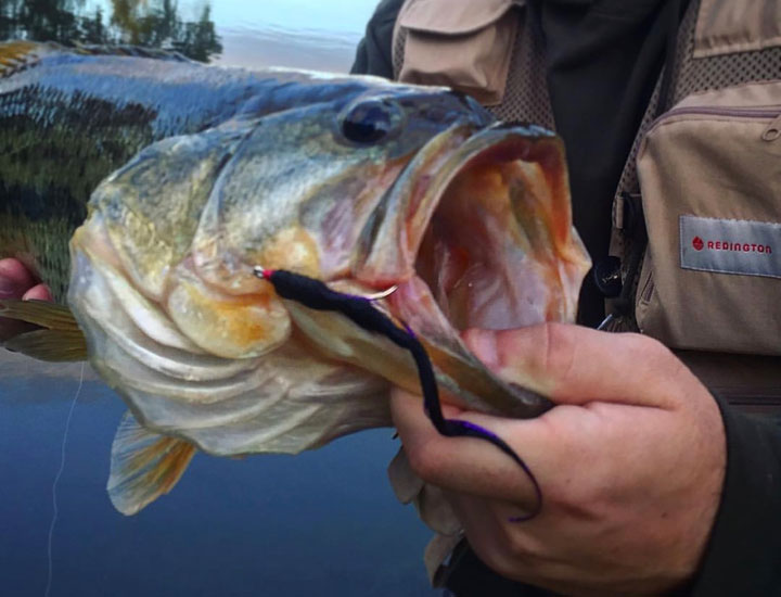 Do Bass Have Teeth? How To Handle Bass