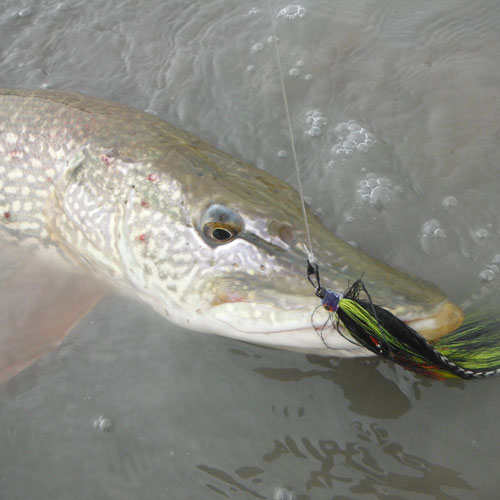Pike on the Fly - Part 1: Rods, Reels, Lines 