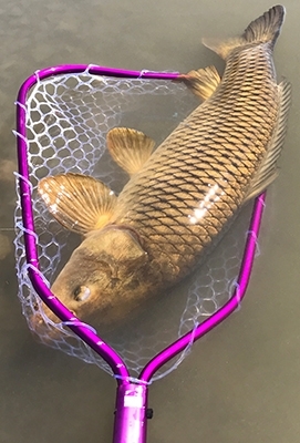 Rising Lunker Net - Fly Fishing