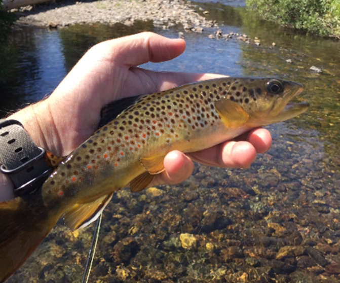 Appreciating the Little Things: Orvis Superfine Carbon 802-4 Review 