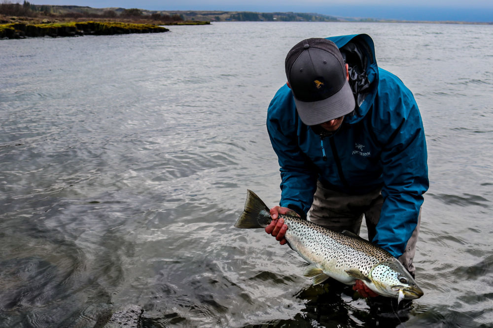 Fly Fishing in Iceland for Unbelievable Brown Trout, Arctic Char