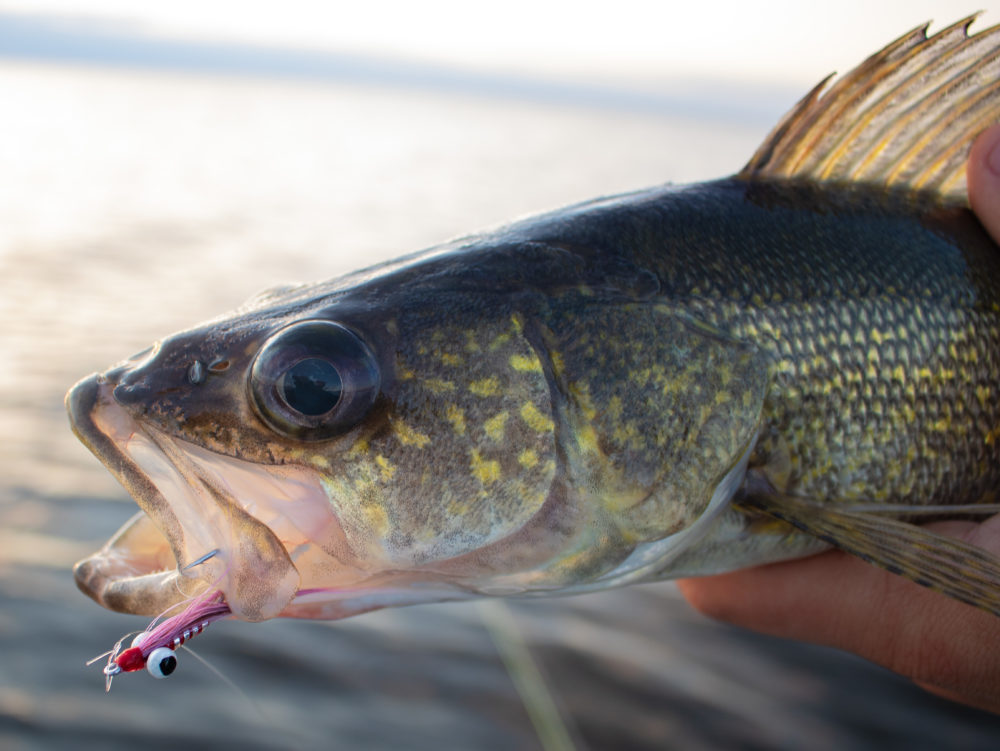 Walleye on the Fly 